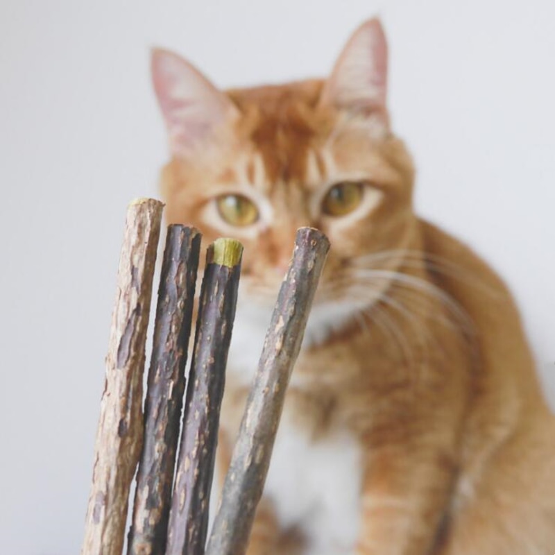Natural Wood Cat Dental Sticks (20 pcs)
