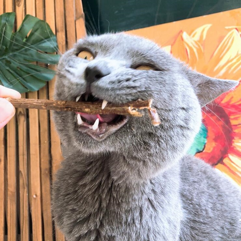 Natural Wood Cat Dental Sticks (20 pcs)