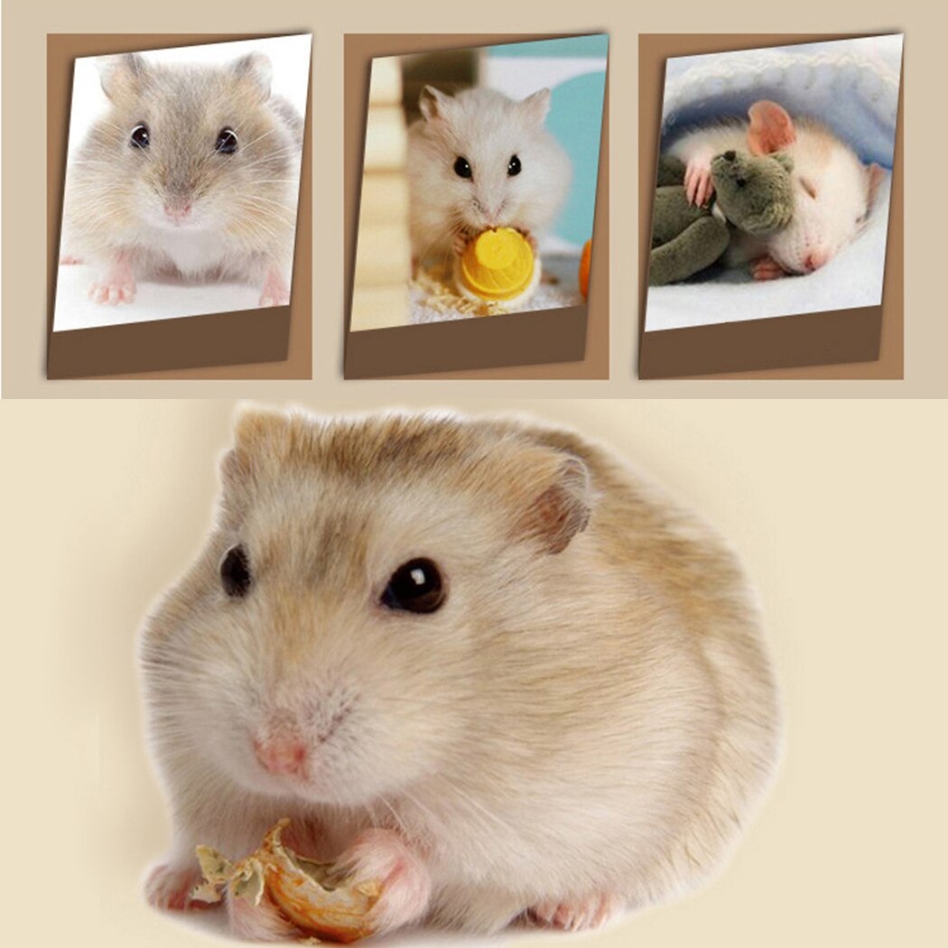 Natural Wooden Hamster Hideout House Natural Wooden Hamster Hideout House