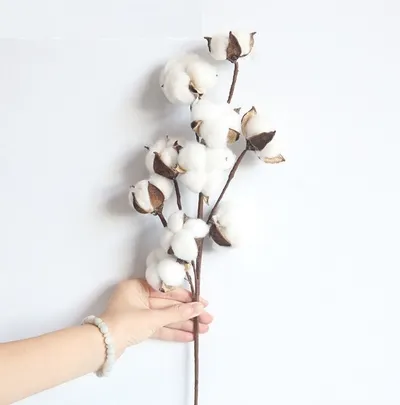 Naturally Dried Cotton Stem Home Ornament Naturally Dried Cotton Stem Home Ornament