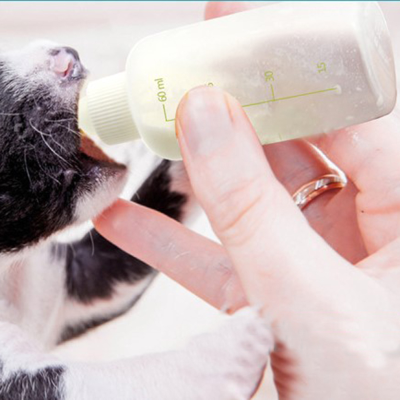 Newborn Kitten Nursing Kit (6pcs)