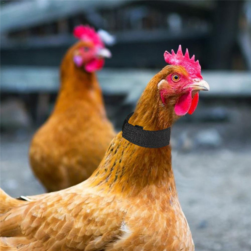 Noise Reduction Rooster Crow Collar (2 pcs) Noise Reduction Rooster Crow Collar (2 pcs)