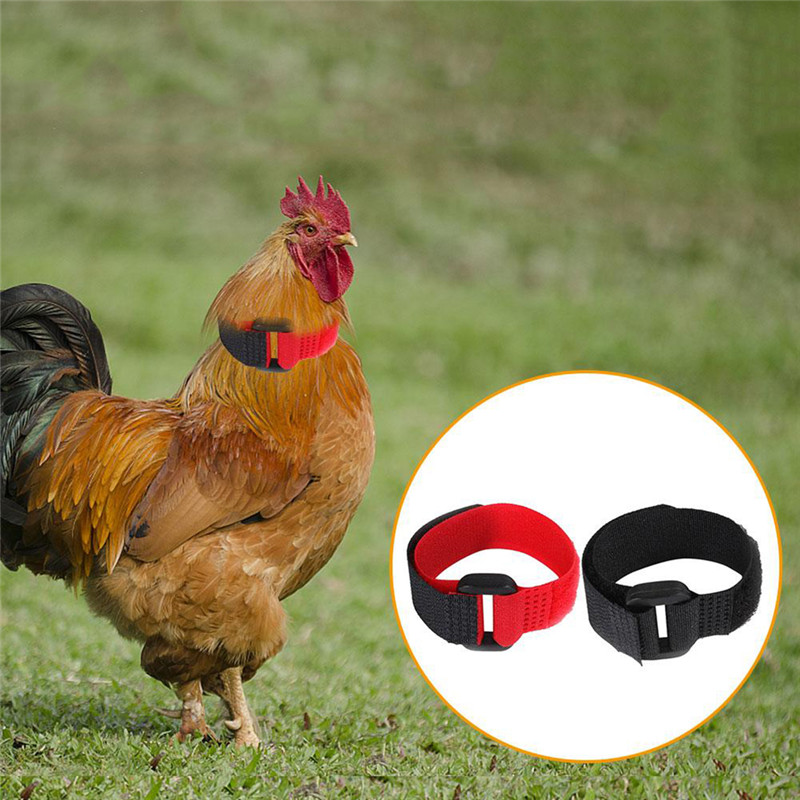 Noise Reduction Rooster Crow Collar (2 pcs) Noise Reduction Rooster Crow Collar (2 pcs)