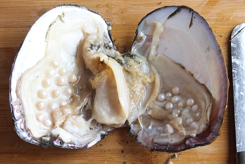 Oyster Pearl Freshwater Jewelry Oyster Pearl Freshwater Jewelry