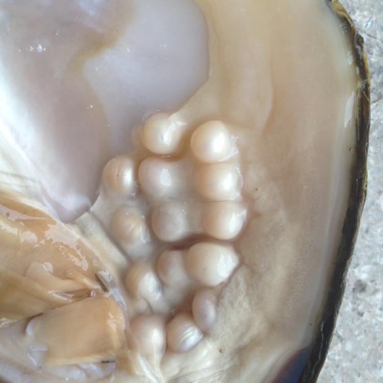 Oyster Pearl Freshwater Jewelry Oyster Pearl Freshwater Jewelry
