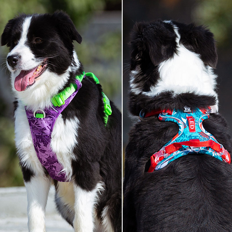 Padded Dog Harness with Reflective Strip