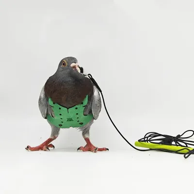 Parrot Pigeon Harness And Leash Flying Anti-bite Traction Rope Straps Bird Training Outdoor Carrying Adjustable Bird Parrot Pigeon Harness And Leash Flying Anti-bite Traction Rope Straps Bird Training Outdoor Carrying Adjustable Bird