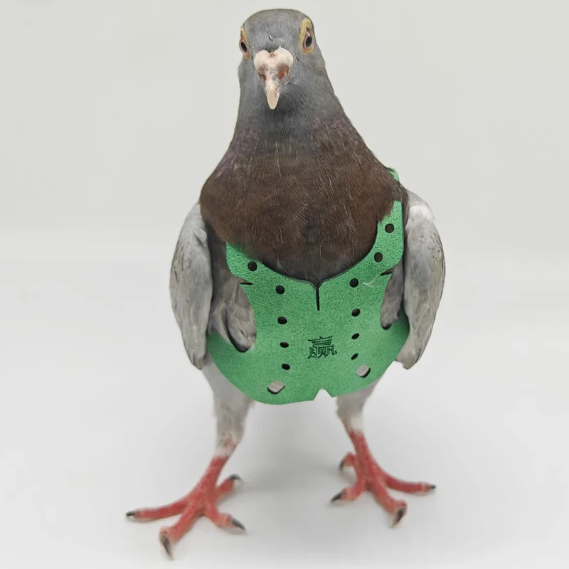 Parrot Pigeon Harness And Leash Flying Anti-bite Traction Rope Straps Bird Training Outdoor Carrying Adjustable Bird Parrot Pigeon Harness And Leash Flying Anti-bite Traction Rope Straps Bird Training Outdoor Carrying Adjustable Bird