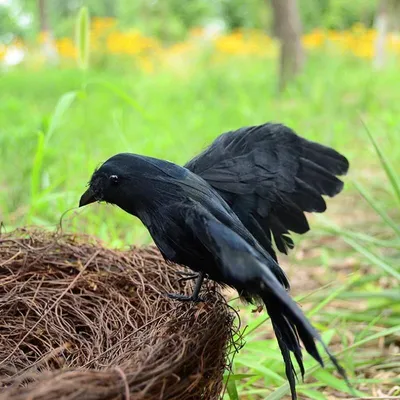 Pest Deterrent Artificial Crow Pest Deterrent Artificial Crow