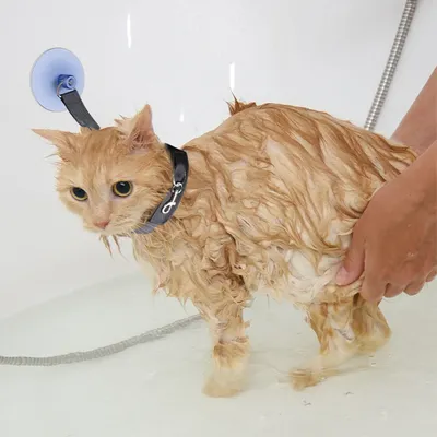 Pet Bath Fixation Strap with Sucktion Cup Cat Dog Shower Restraint Leash Anti Scratch Escaping Leash Pet Bathing