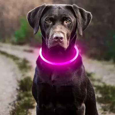 Pet Dog LED Light Collar Luminous Anti-Lost Dog Collar USB Rechargeable Dog Necklace Collar Pet Dog LED Light Collar Luminous Anti-Lost Dog Collar USB Rechargeable Dog Necklace Collar