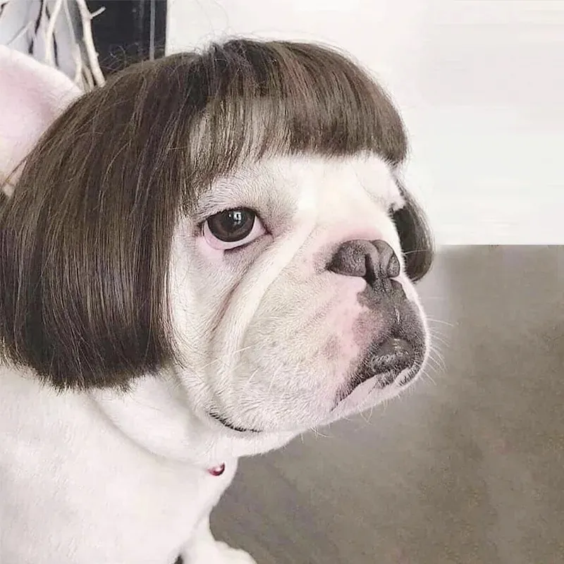 Pet Wigs Cosplay Props Funny Dogs Cats Cross-Dressing Hair Hat Costumes Head Accessories For Halloowen Christmas Pets Pet Wigs Cosplay Props Funny Dogs Cats Cross-Dressing Hair Hat Costumes Head Accessories For Halloowen Christmas Pets