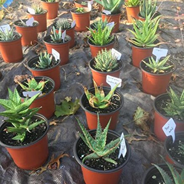 Plant Labels Tag Board 100pcs Plant Labels Tag Board 100pcs
