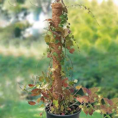 Plant Moss Stick Coco Support Stake Plant Moss Stick Coco Support Stake
