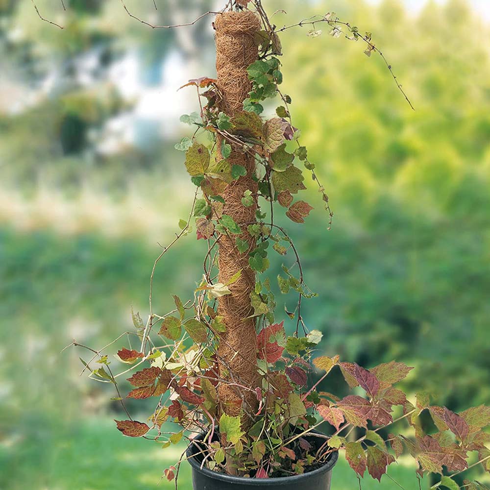 Plant Moss Stick Coco Support Stake Plant Moss Stick Coco Support Stake
