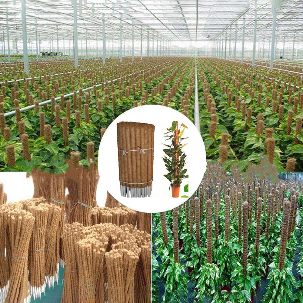 Plant Moss Stick Coco Support Stake Plant Moss Stick Coco Support Stake