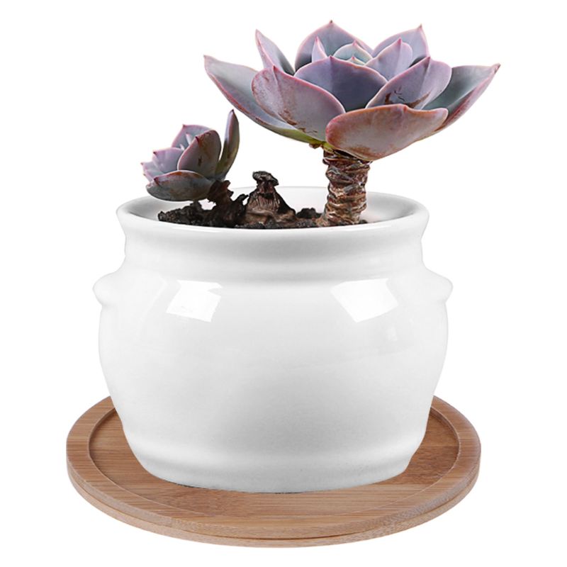 Plant Saucer Bamboo Mini Dish Plant Saucer Bamboo Mini Dish
