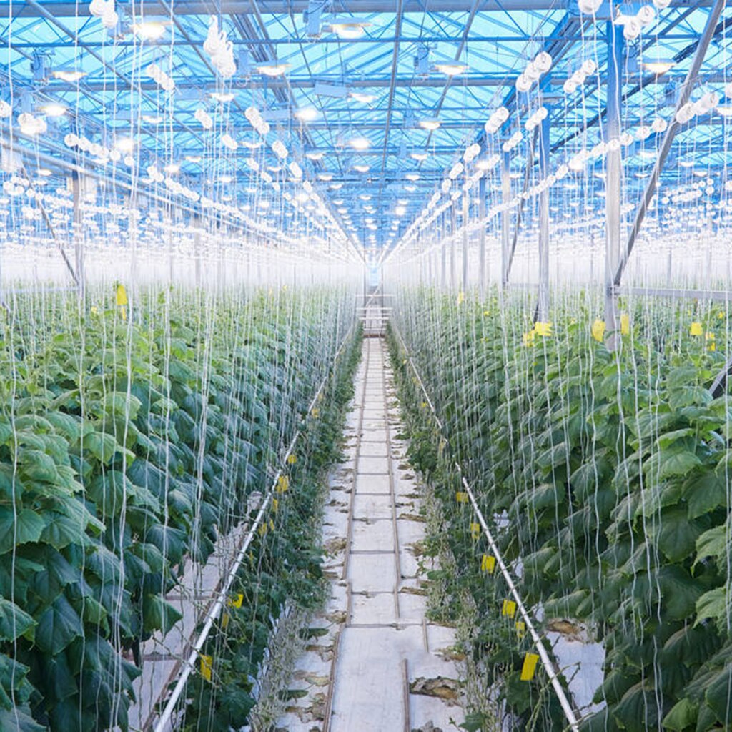 Plant Support Tomato Hooks (2pcs) Plant Support Tomato Hooks (2pcs)