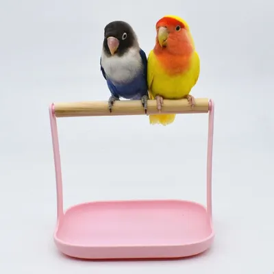 Plastic and Wood Bird Training Stand Plastic and Wood Bird Training Stand