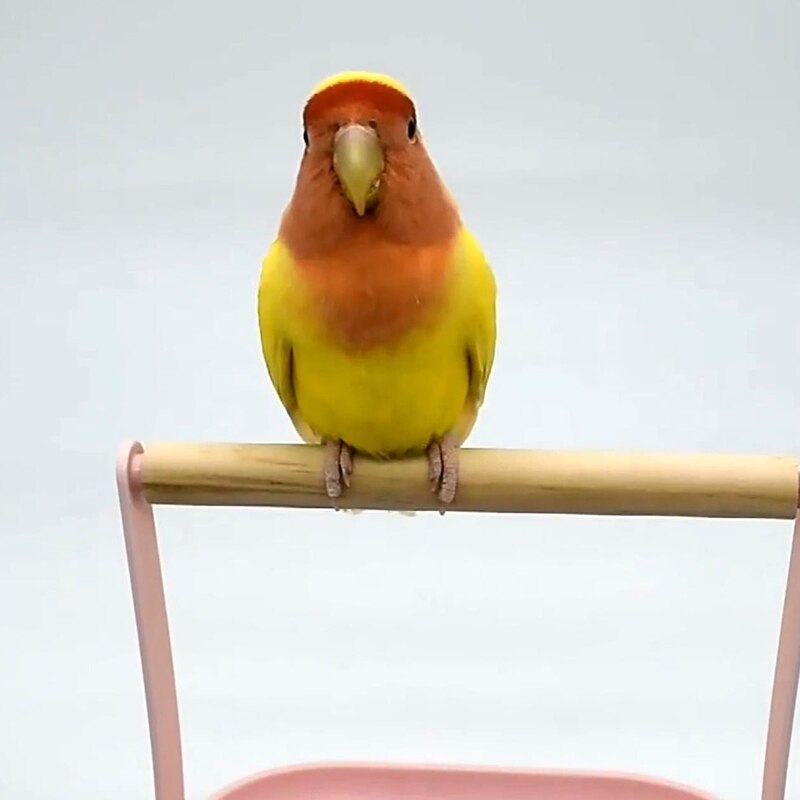 Plastic and Wood Bird Training Stand Plastic and Wood Bird Training Stand
