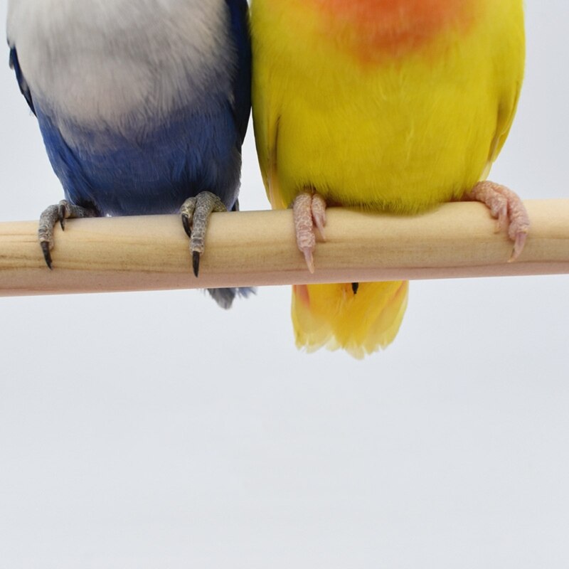 Plastic and Wood Bird Training Stand Plastic and Wood Bird Training Stand