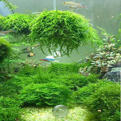 Plastic Aquarium Moss Ball Grower