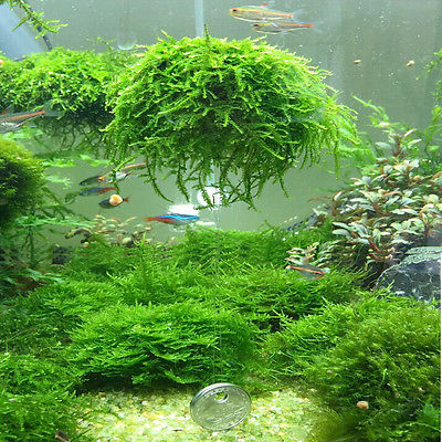 Plastic Aquarium Moss Ball Grower Plastic Aquarium Moss Ball Grower