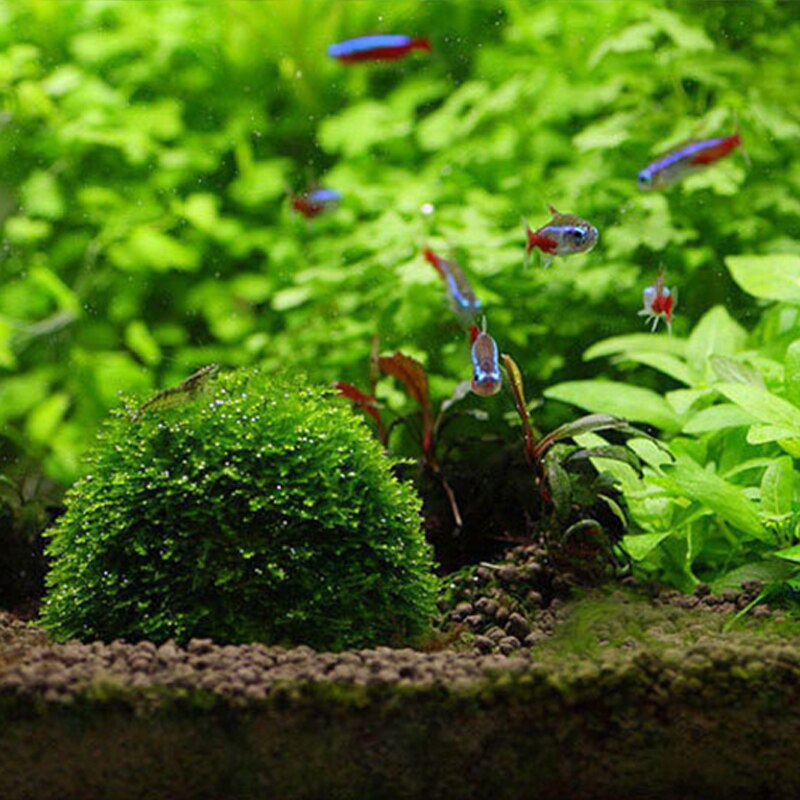 Plastic Aquarium Moss Ball Grower