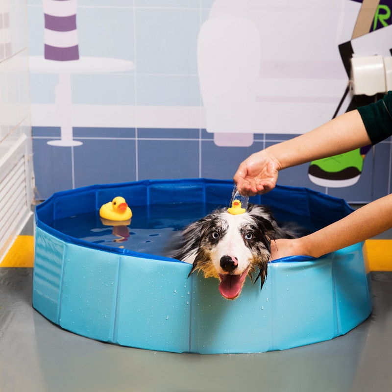 Plastic Dog Pool Collapsible Bath Tub Plastic Dog Pool Collapsible Bath Tub