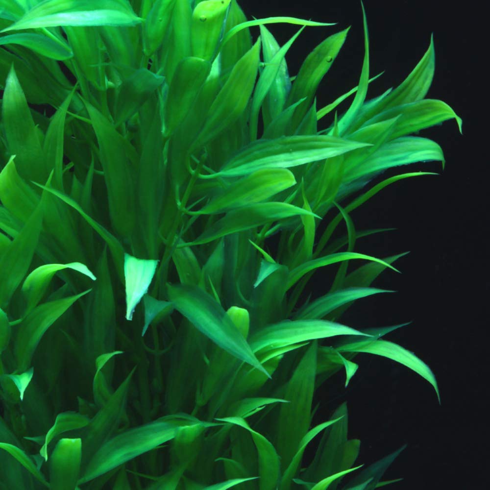 Plastic Fake Seaweeds with Bases (2 pcs)