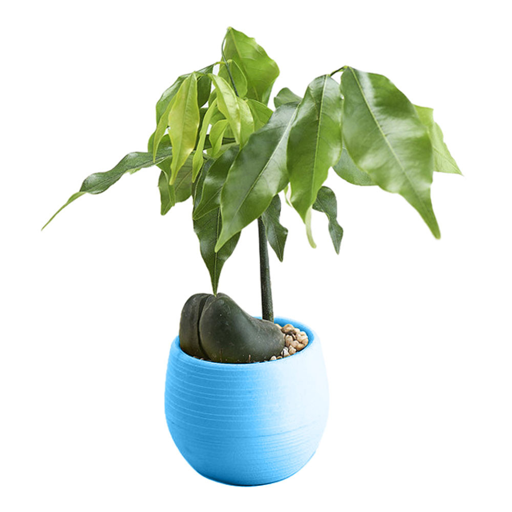 Plastic Plant Pots Home Garden Use Plastic Plant Pots Home Garden Use