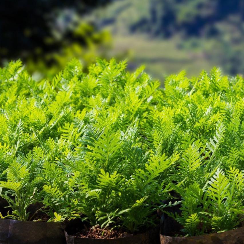 Potato Grow Bag Gardening Supply