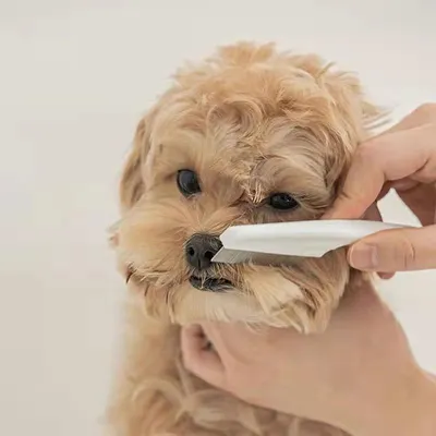 Practical Pet Facial Cleaning Brush for Small Dogs Teddy Bichon Pomeranian Hair Remover Comb Grooming Cleaning Tool Pet Practical Pet Facial Cleaning Brush for Small Dogs Teddy Bichon Pomeranian Hair Remover Comb Grooming Cleaning Tool Pet