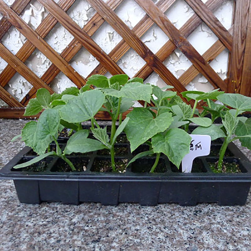 Propagation Tray 24-Cell Box with Lid