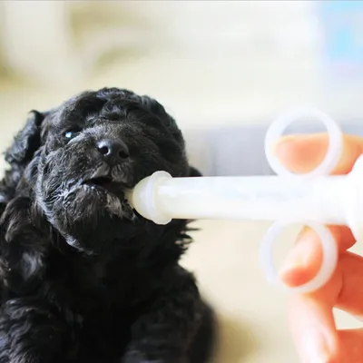Puppy Feeding Syringe with Accessories