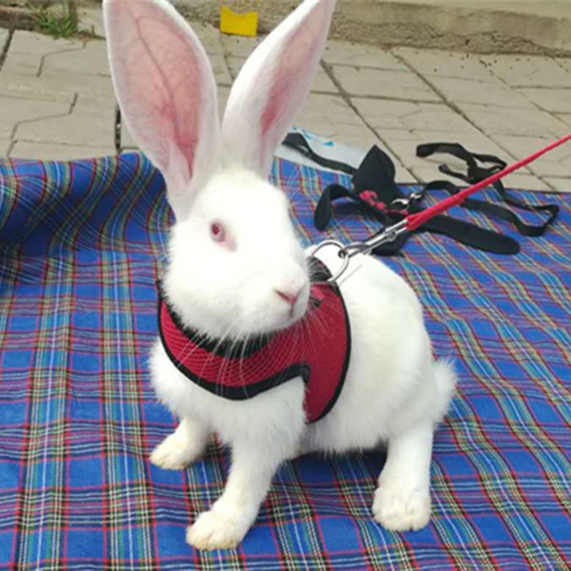 Rabbit Harness Pet Leash Rabbit Harness Pet Leash