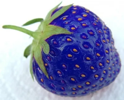 Rare Blue Strawberry Plant (100 PCS) Rare Blue Strawberry Plant (100 PCS)