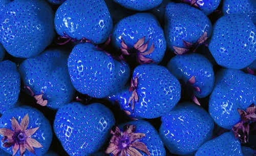 Rare Blue Strawberry Plant (100 PCS) Rare Blue Strawberry Plant (100 PCS)