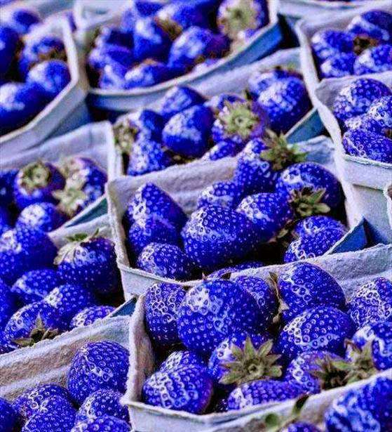 Rare Blue Strawberry Plant (100 PCS) Rare Blue Strawberry Plant (100 PCS)