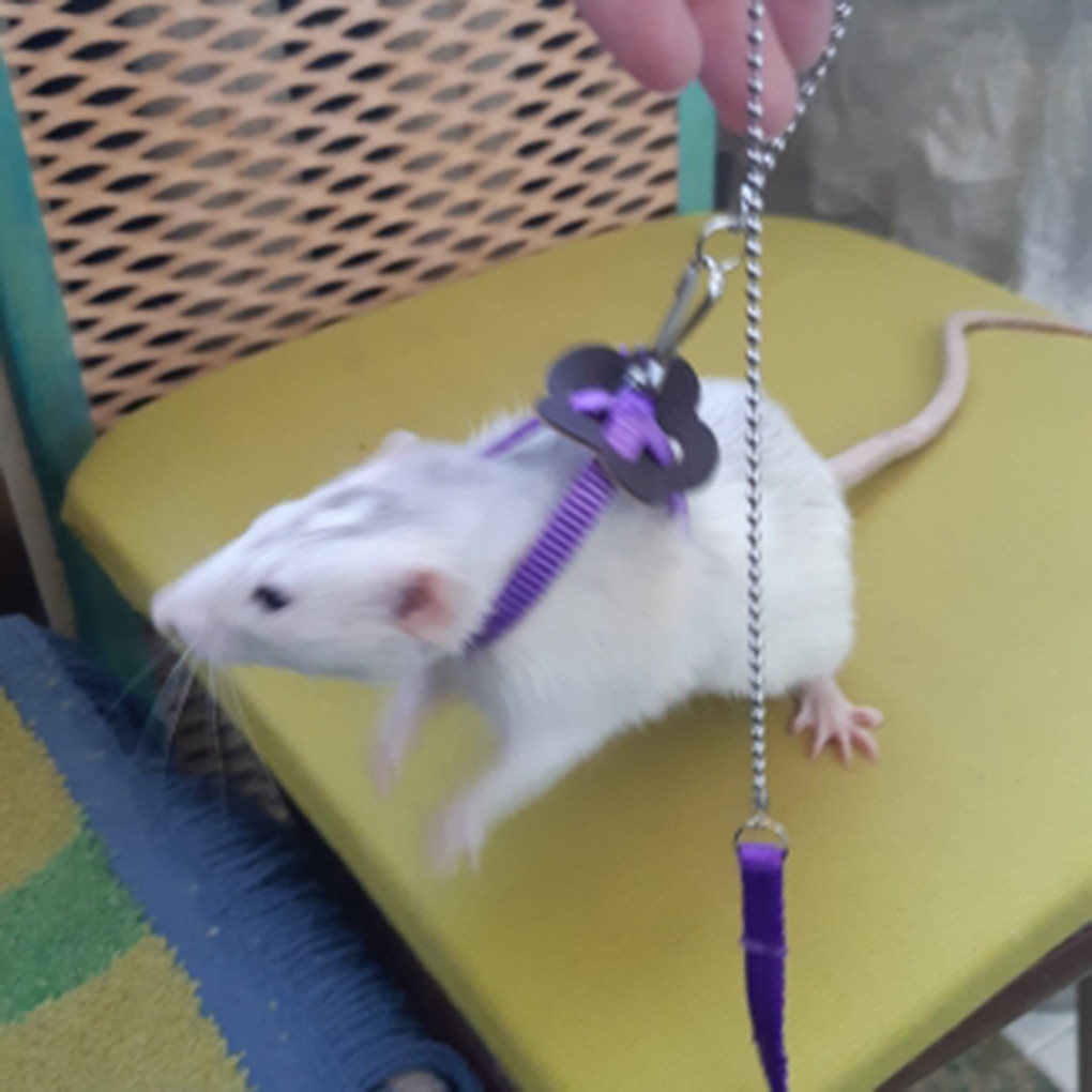 Rat Harness Adjustable Pet Leash Rat Harness Adjustable Pet Leash
