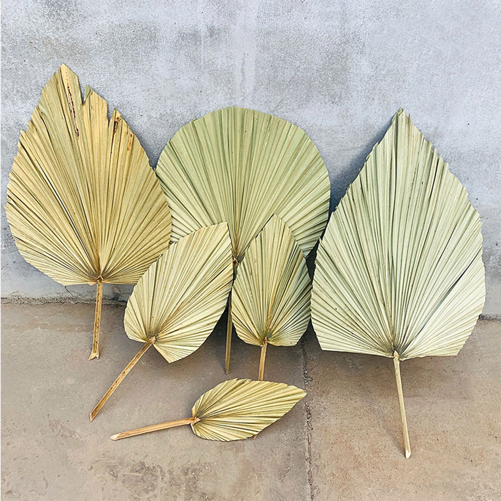 Real Natural Dried Palm Leaf