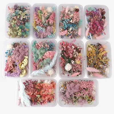 Real Natural Pressed Dried Flowers