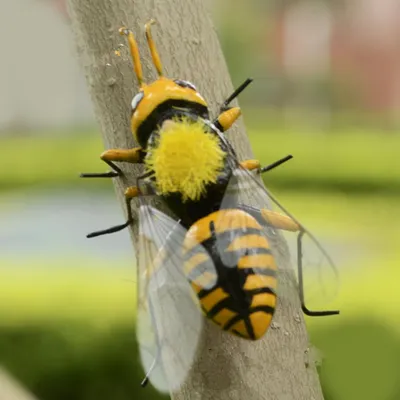 Realistic Bumble Bee Ornaments (5 pcs) Realistic Bumble Bee Ornaments (5 pcs)
