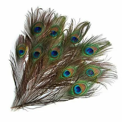 Realistic Peacock Feathers for Crafts (10pcs) Realistic Peacock Feathers for Crafts (10pcs)