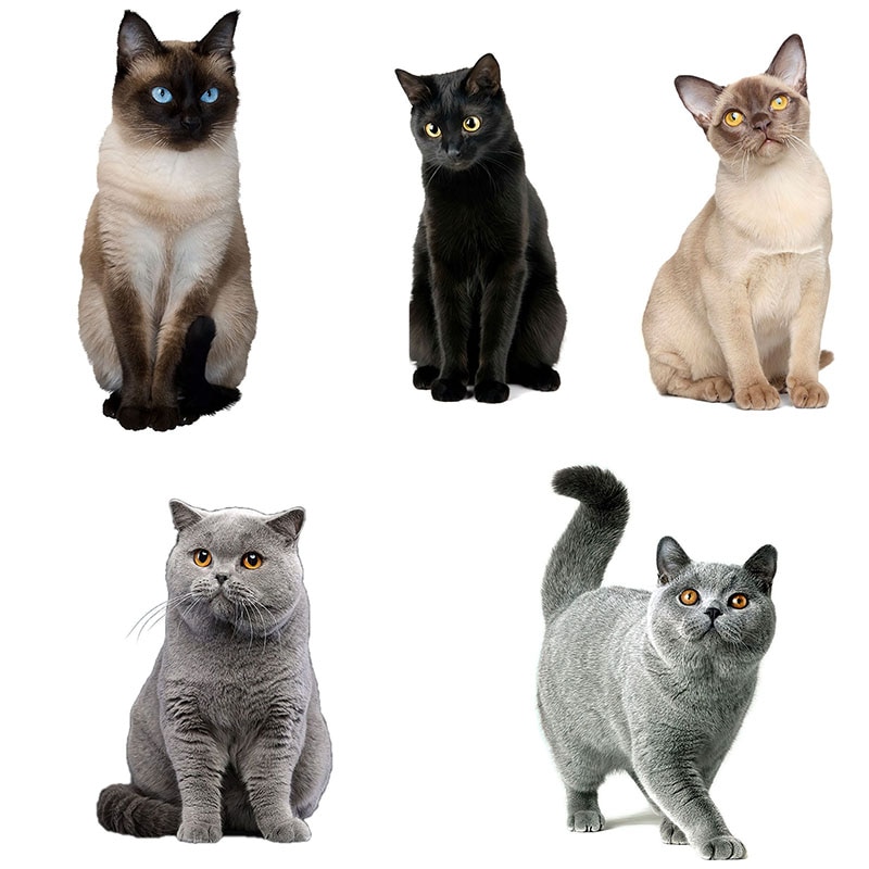 Realistic PVC Cat Wall Decal