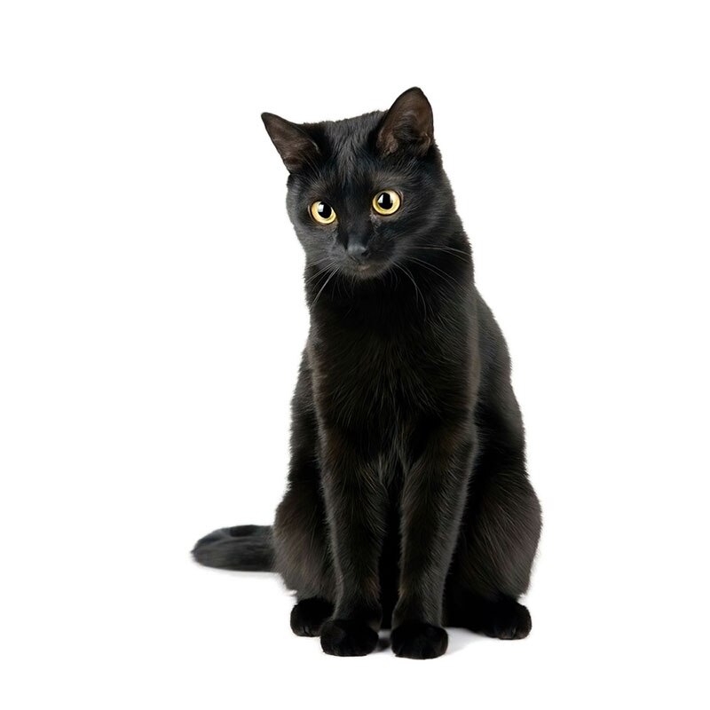 Realistic PVC Cat Wall Decal