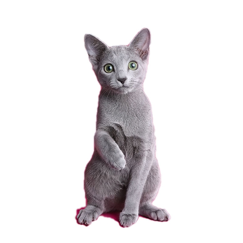 Realistic PVC Cat Wall Decal