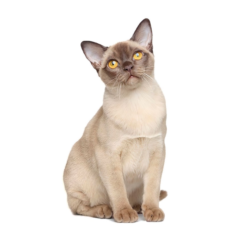 Realistic PVC Cat Wall Decal
