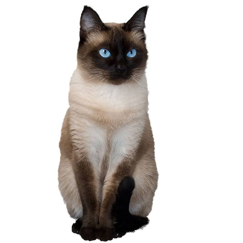 Realistic PVC Cat Wall Decal