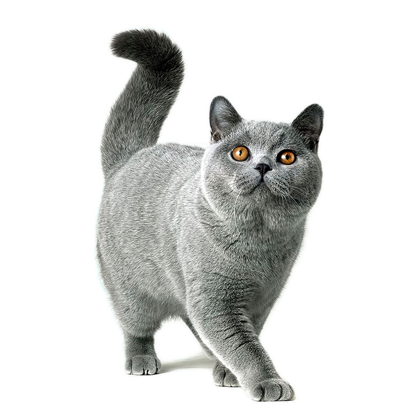 Realistic PVC Cat Wall Decal